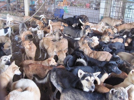 Hàng trăm con chó được thu mua từ khắp nơi về nhốt chung vào một trang trại tập kết.