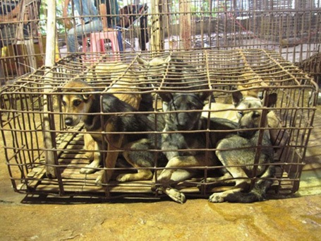 Sau khi thu mua về, chó được nhốt vào từng lồng sắt.