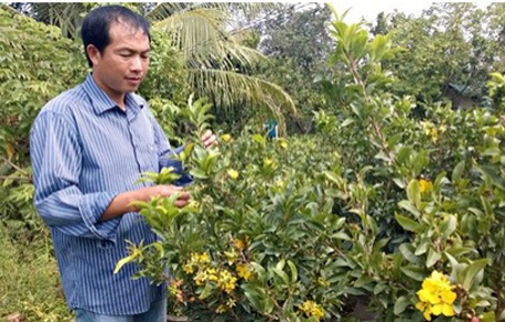 Mai vàng nở sớm, Tết thiếu hoa? - 1 Người trồng hoa ở huyện Chợ Lách, Bến Tre điêu đứng vì hoa mai nở rộ.