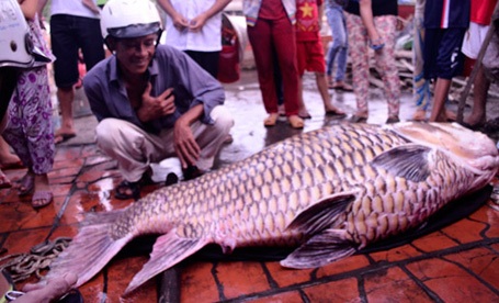 “Thủy quái” trăm triệu vào tay thợ săn Việt - 4 Năm 2012, lần đầu tiên ngư dân ở An Giang bắt được con cá tra dầu nặng 72kg từ sông Hậu.