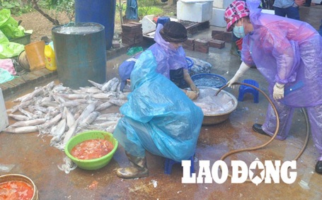 Sơ chế mực đông lạnh tại một cơ sở chuyên tẩy trắng, kinh doanh mực bẩn.