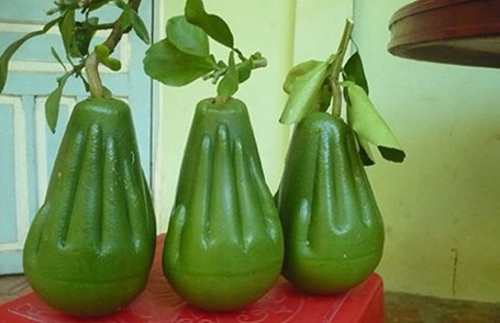 Chuẩn bị tung đặc sản tết - 1 Bưởi lễ cát tường - nét lạ của trái cây tết miền Tây năm nay. Ảnh: GIA TUỆ