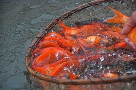 Về vựa cá chép đỏ lớn nhất miền Bắc - 1 Thu hoạch cá chép đỏ tại ao để bán cho thương lái. Ảnh: Trần Quang