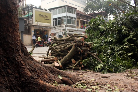 Xà cừ là một trong những loài cây bị chặt hạ nhiều nhất trong những ngày gần đây