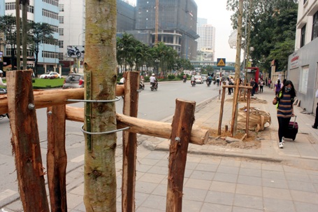 Hàng cây mới trồng trên đường Nguyễn Chí Thanh được chống đỡ cẩn thận