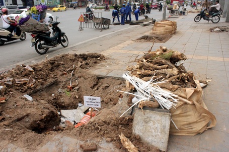 Bộ rễ của hàng cây cắm sâu vào lòng đất sau nhiều năm sinh sống đang được công nhân đào lên.