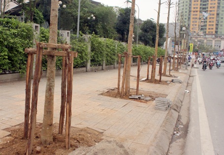 Sở Xây dựng Hà Nội cho biết, đến nay đã chặt hạ, thay thế 500 cây trên 9 tuyến phố