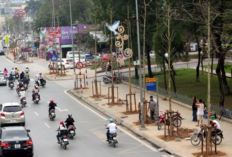 Sở Xây dựng Hà Nội cho biết, đến nay đã chặt hạ, thay thế 500 cây trên 9 tuyến phố