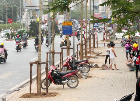 Sở Xây dựng Hà Nội cho biết, đến nay đã chặt hạ, thay thế 500 cây trên 9 tuyến phố