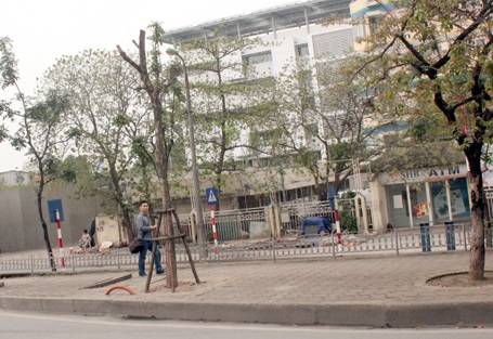 Một số cây trên đường Kim Mã có dấu hiệu bị chết