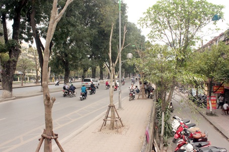 Một số cây trên đường Kim Mã có dấu hiệu bị chết