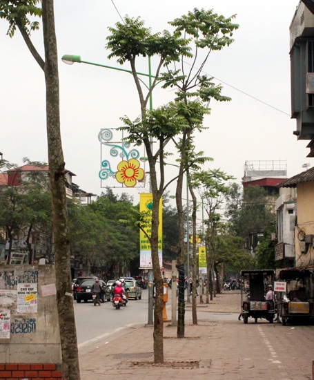 Một số cây trên đường Nguyễn Thái Học, được trồng trước Tết, nay đã ra cành lá