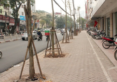Cây mới trồng trên tuyến đường Cát Linh