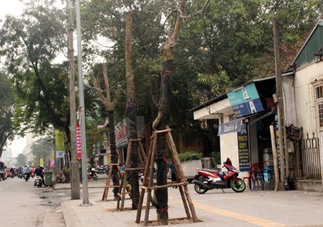 Cây trơ trụi không cành, không lá trên đường Giảng Võ