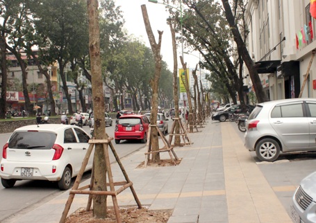 Cây trơ trụi không cành, không lá trên đường Giảng Võ