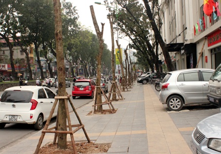 Hàng cây không tỏa bóng trên đường phố Hà Nội