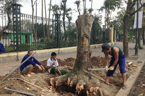 Hà Nội “chốt” ngày trả lời 21 câu hỏi vụ chặt hạ cây xanh - 1 Những câu hỏi liên quan đến việc chặt hạ cây xanh trên địa bàn Hà Nội được trả lời được 25/3.