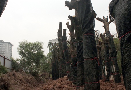 Hơn 100 cây xanh trên đường Nguyễn Chí Thanh được chuyển về vườn ươm