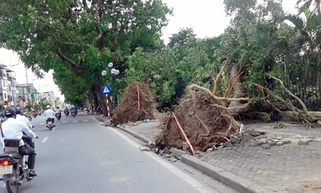 Xử lý nghiêm sai phạm trong vụ cây bật gốc lộ bầu đất bọc nilon - 1 Hàng xà cừ cổ thụ bật gốc nằm ngổn ngang trên vỉa hè đường Lê Duẩn (Ảnh Quang Phong).