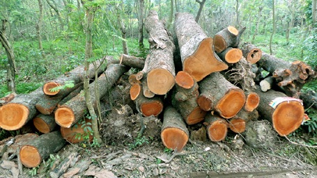 Hà Nội đấu giá lô gỗ trong đợt chặt hạ cây xanh được hơn 1 tỷ đồng - 1 Phần lớn số gỗ được đấu giá đợt này là xà cừ