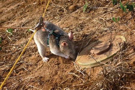 Thử nghiệm rà phá bom mìn bằng chuột Gambia - 2 Thử nghiệm rà phá bom mìn bằng chuột Gambia