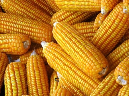 Ngô biến đổi gen chính thức được chứng nhận an toàn sinh học - 1 Việt Nam sẽ có sự kiện ngô biến đổi gen đầu tiên được trồng đại trà