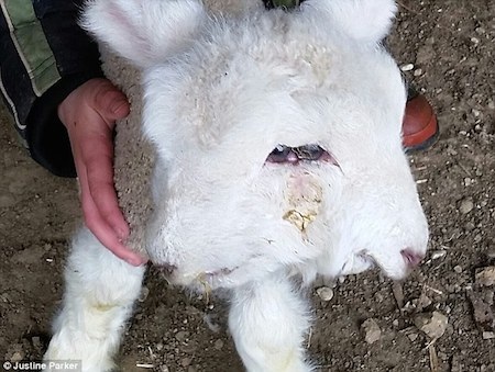 Độc đáo chú cừu 2 mặt ở New Zealand - 1 Normal