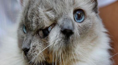 Mèo 2 mặt Frank-Louie “ra đi” ở tuổi 15