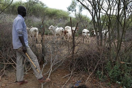 Tục bắt vợ ở Kenya khiến các cô gái trẻ sợ chết khiếp - 4 Sính lễ với rất nhiều dê, bò...