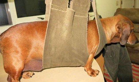 Chiếc yên đặc biệt mà Obie phải mang để bảo vệ cơ thể chính mình