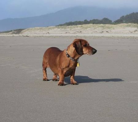 Obie của ngày Tự tin khoe dáng trước biển