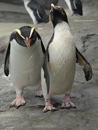 Con chim cánh cụt đáng thương với bộ dạng vô cùng đau khổ vì bị ép uổng