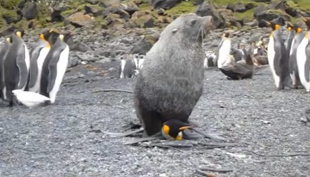 Một cảnh trong đoạn clip khiến các nhà khoa học bối rối.