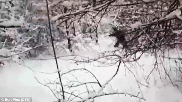 Nga: Tìm thấy "người tuyết Yeti" trong rừng - 2 Nga: Tìm thấy người tuyết Yeti trong rừng