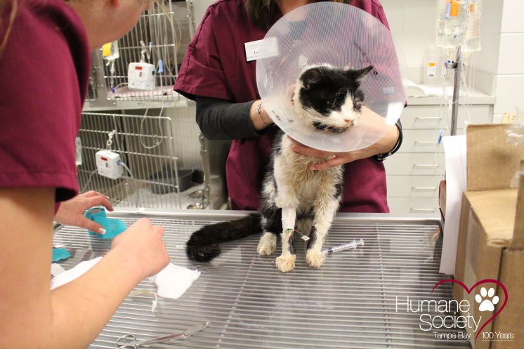 Mèo Bart đang được các bác sỹ thú y chăm sóc.