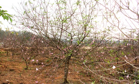 Tết, ở hay về...