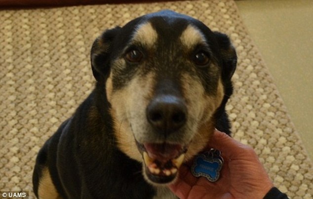 Frankie, chú chó có biệt tài ngửi ra bệnh ung thư