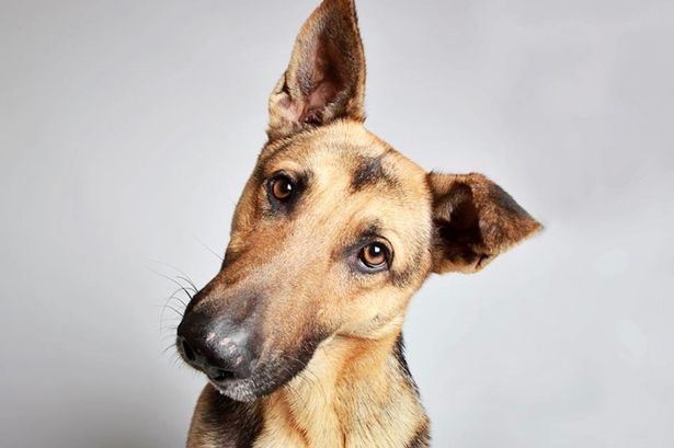 Chó tạo dáng chụp ảnh mong có chủ nhận nuôi - 3 Rất đáng yêu: Hobbs 2 tuổi, giống German Shepher