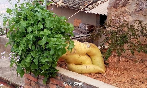 Củ cải khổng lồ nặng hơn 15 kg tại Trung Quốc - 2 Nhiều người tỏ rõ sự nghi ngờ chủ nhân đã sử dụng chất kích thích thì cây cải mới to lớn như vậy.