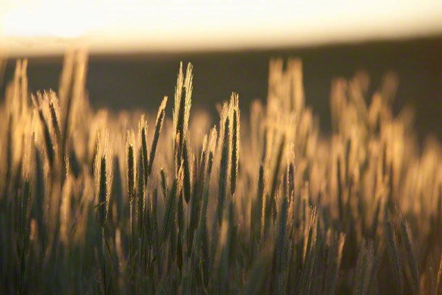 Đợi con về... - 1 Đợi con về...