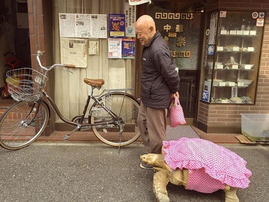 Rùa khổng lồ, đường phố Nhật Bản: Hãy cùng trải nghiệm những hình ảnh đầy ấn tượng về rùa khổng lồ trên đường phố Nhật Bản. Những con rùa đầy màu sắc và kích thước lớn đang trở thành điểm nhấn thu hút sự chú ý của du khách. Hãy xem hình ảnh liên quan để khám phá ngay thế giới rùa khổng lồ đầy ấn tượng này!