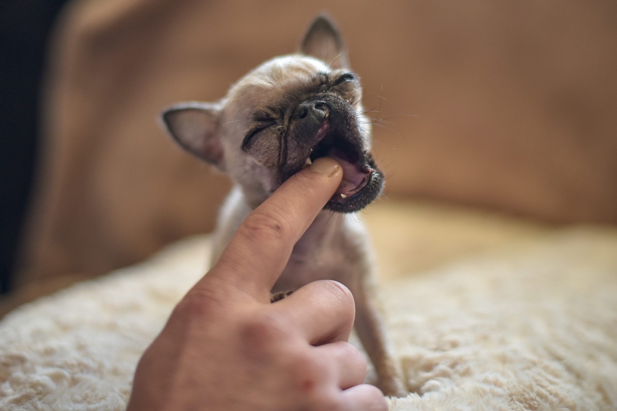 Gặp chú chó tí hon Pip - 5 Gặp chú chó tí hon Pip