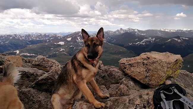 Chó cứu chủ khỏi chết vì sét đánh - 5 Huyền Anh