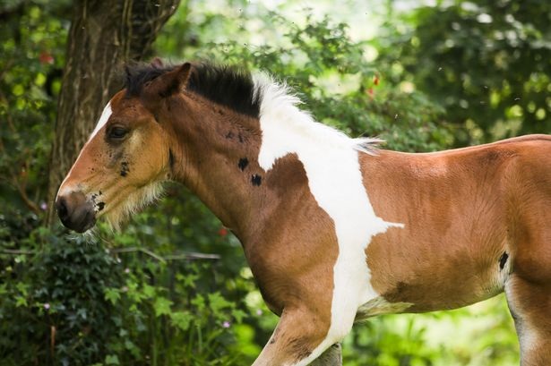 Gặp Da Vinci - chú ngựa mang trên lưng... hình ngựa - 1 Gặp Da Vinci - chú ngựa mang trên lưng... hình ngựa