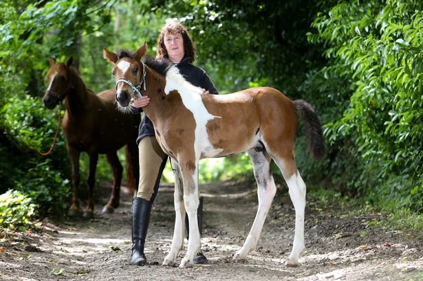 Gặp Da Vinci - chú ngựa mang trên lưng... hình ngựa - 2 Gặp Da Vinci - chú ngựa mang trên lưng... hình ngựa