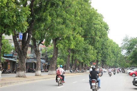 Vì sao cây xanh trên phố Hà Nội dễ “ngã gục” khi mưa giông? - 2 Khi mưa giông, cây xanh đường phố trở thành hung thần đứng bên đường