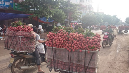 Đã qua cao điểm mùa vải nên giao thông trên QL31 khá dễ thở
