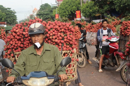 Thương lái Trung Quốc chọn vải và trả giá rất kỹ. Nếu người bán đồng ý sẽ ghi phiếu viết giá