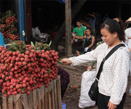 Thương lái Nguyễn Thị Hằng (ở Lục Nam - Bắc Giang) mua vải đưa vào Nghệ An tiêu thụ.