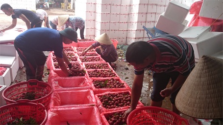 Thương lái Trung Quốc kiểm tra kỹ lưỡng cả khâu đóng thùng...